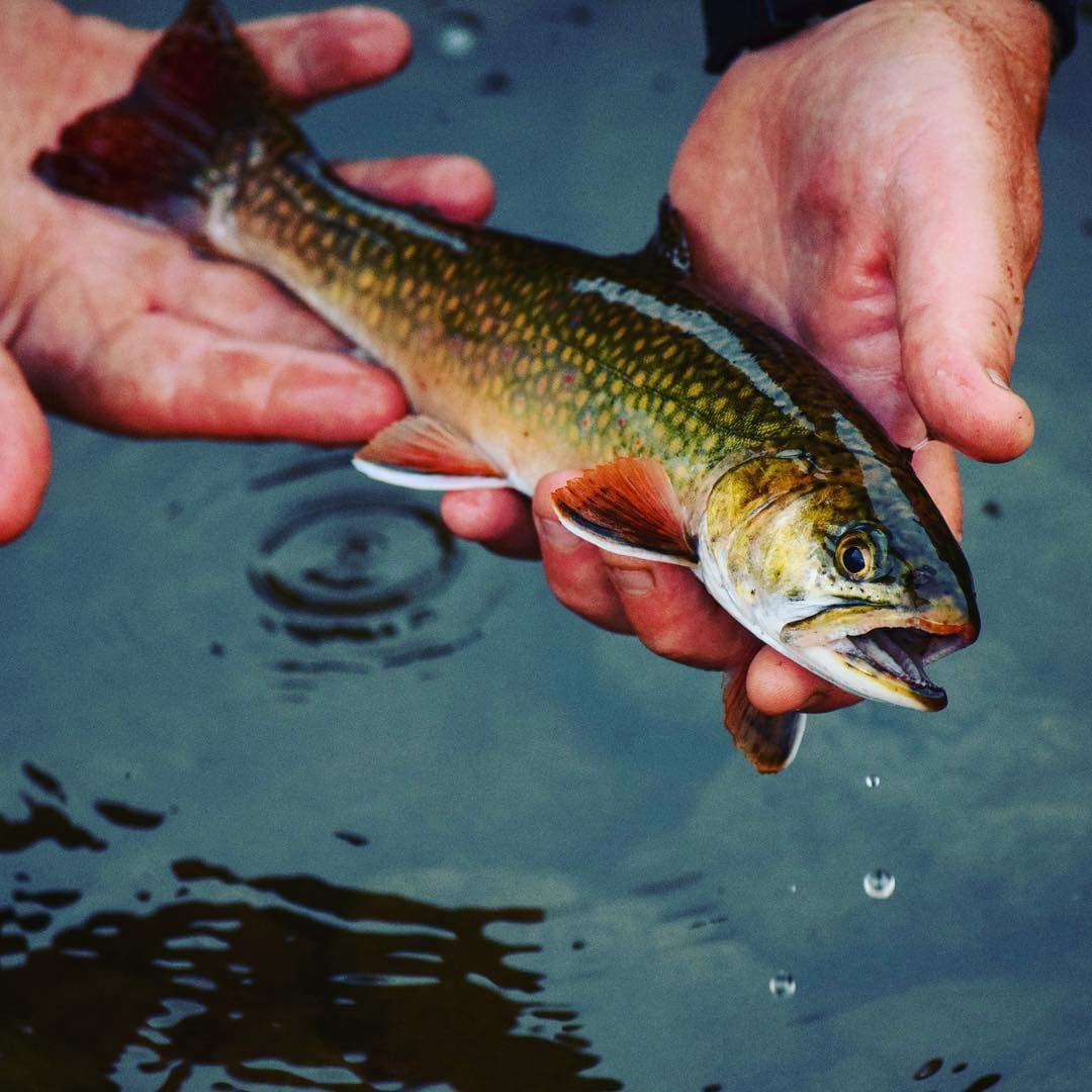 Litton's Fishing Lines: Wild and Native Trout in Small, High Quality New  Jersey Streams