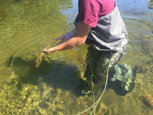 Saco River Guided Trout Fishing Adventures | White Mountain Anglers ...