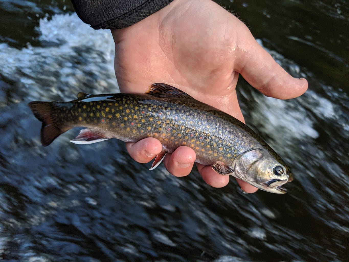 White Mountain National Forest | Wild Eastern Brook Trout | White ...